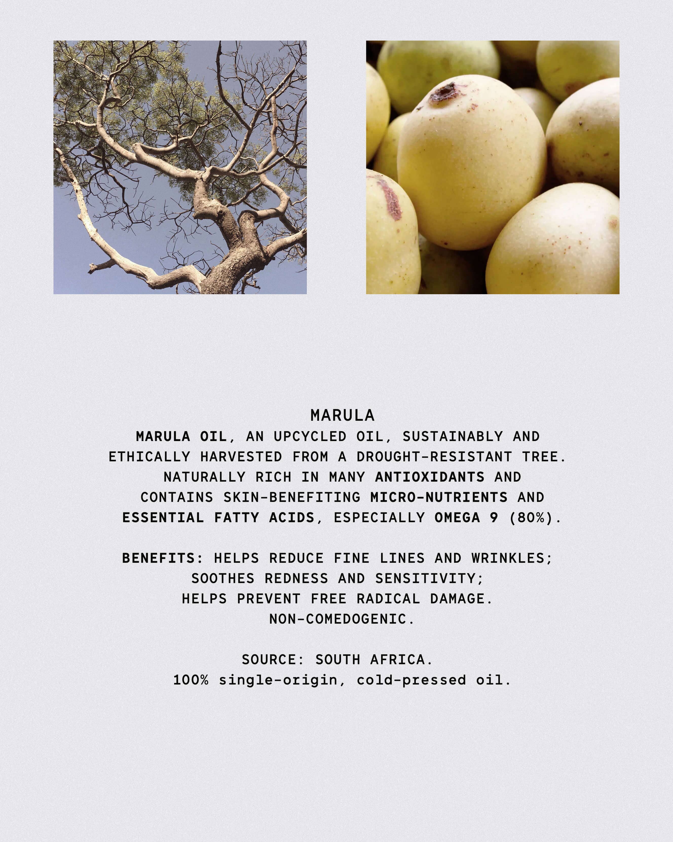 African Botanics Pure Marula Oil - Image 4