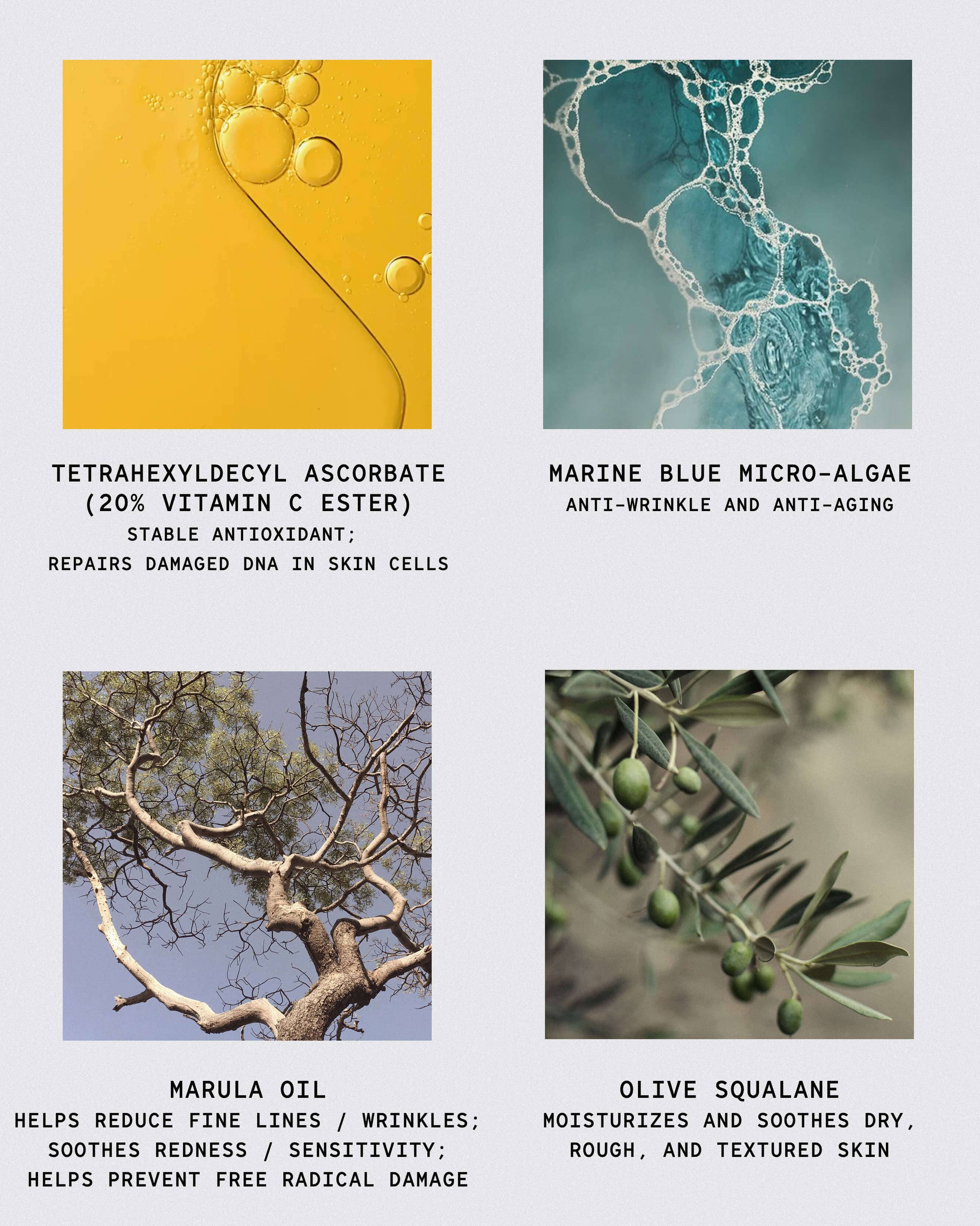 African Botanics Vita C Corrector - Image 4
