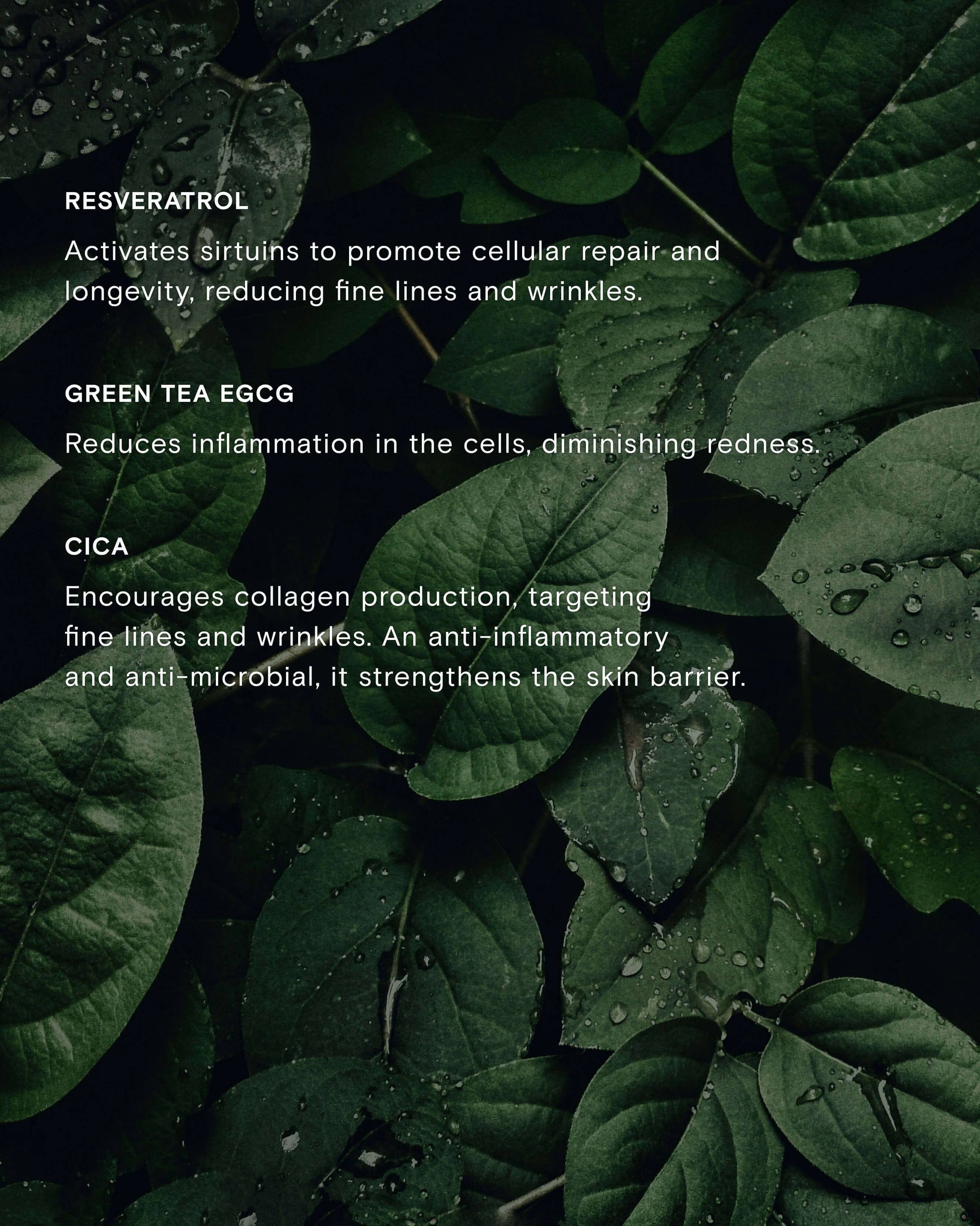 Calm Revival Green Tea Resveratrol Power Serum - Image 10