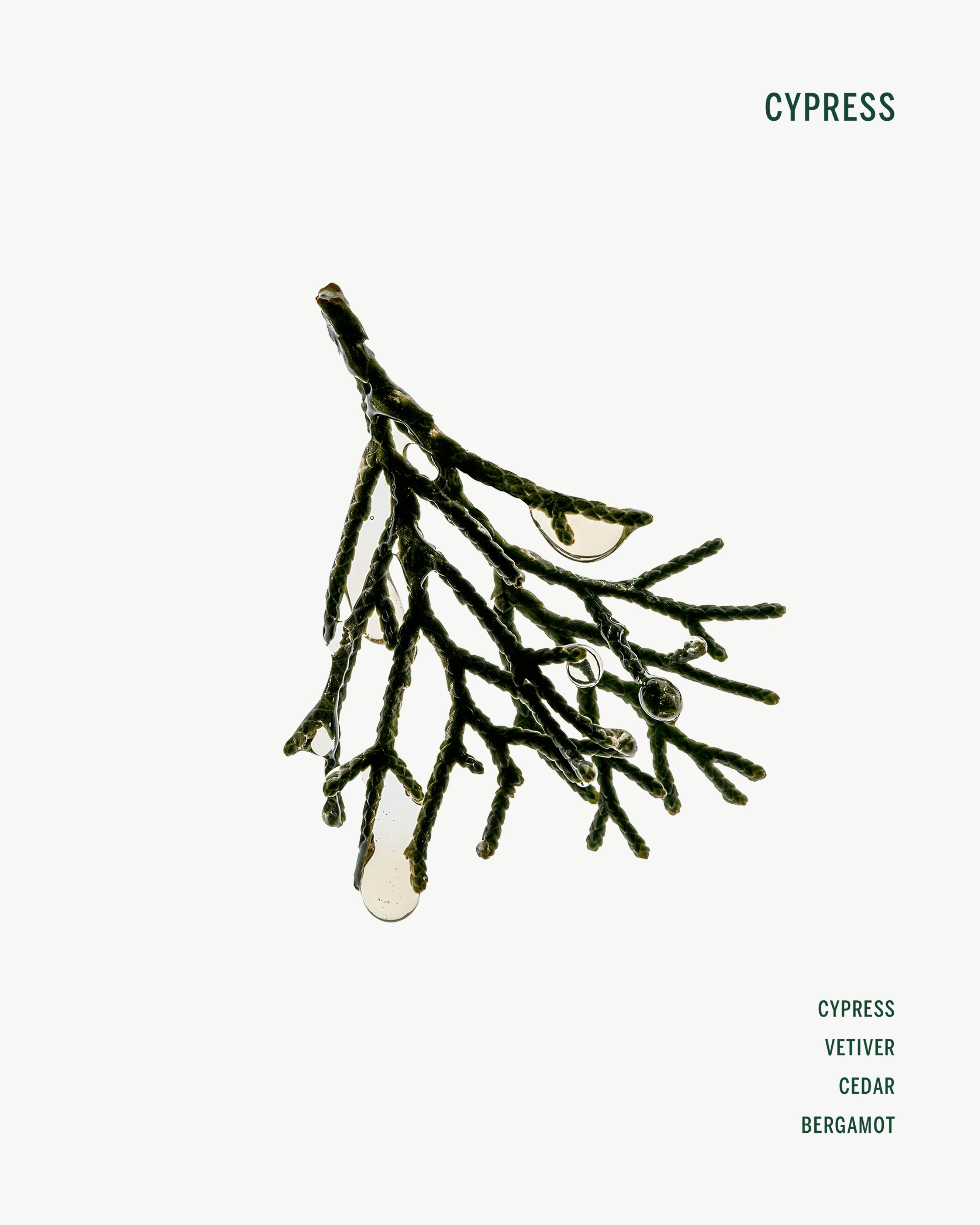 Cypress Shampoo - Image 5