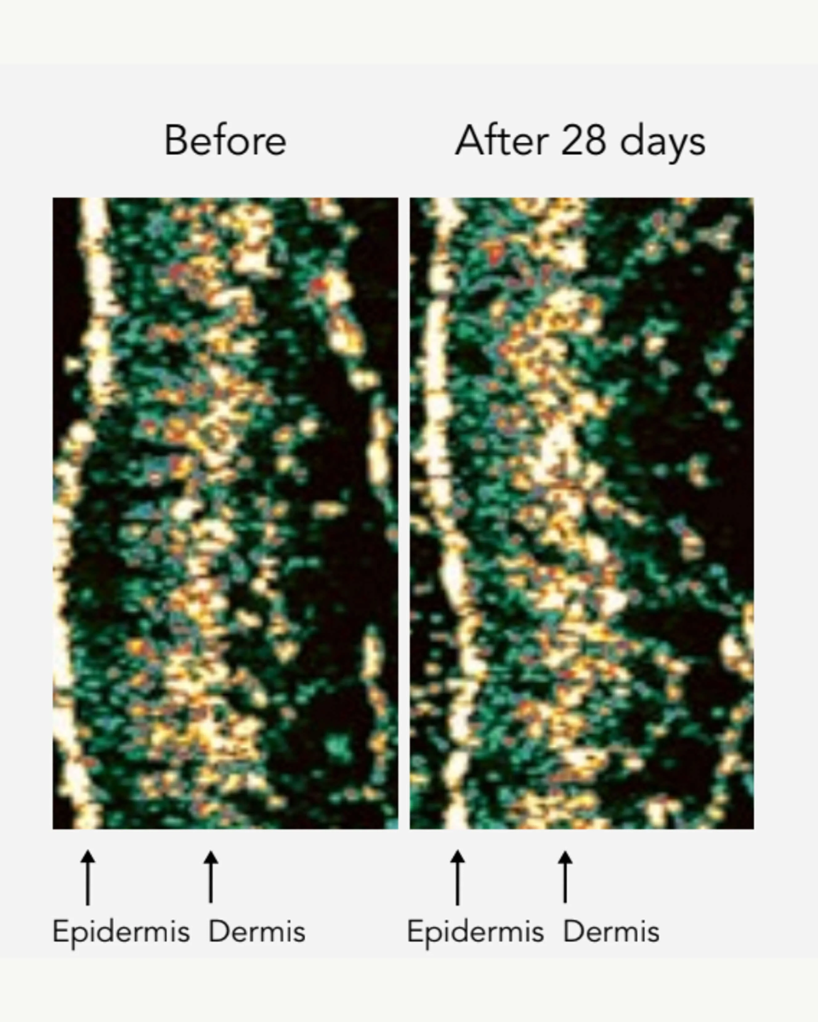 DNA-42 Clinicalift Serum - Image 5