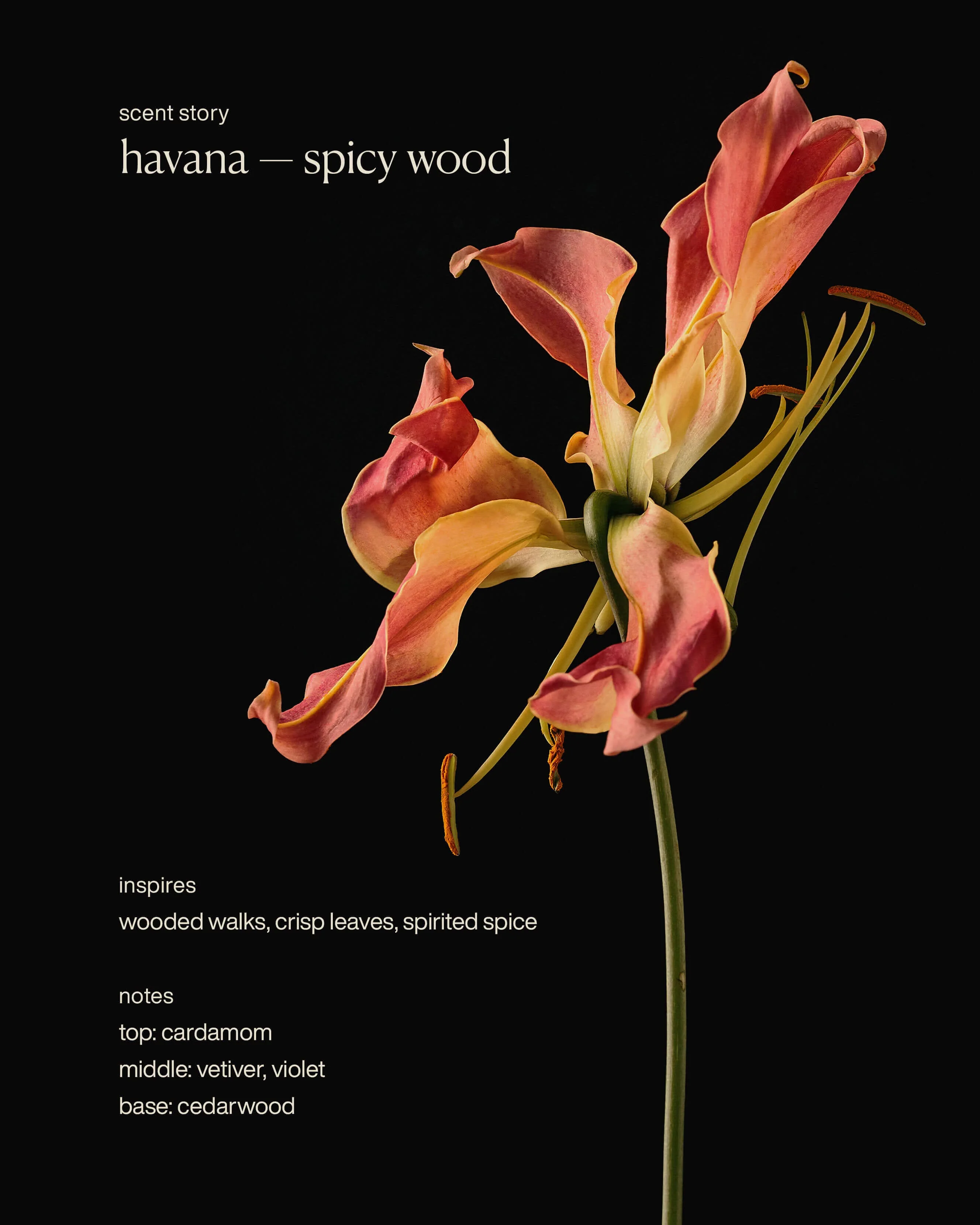 havana - deodorant - Image 6