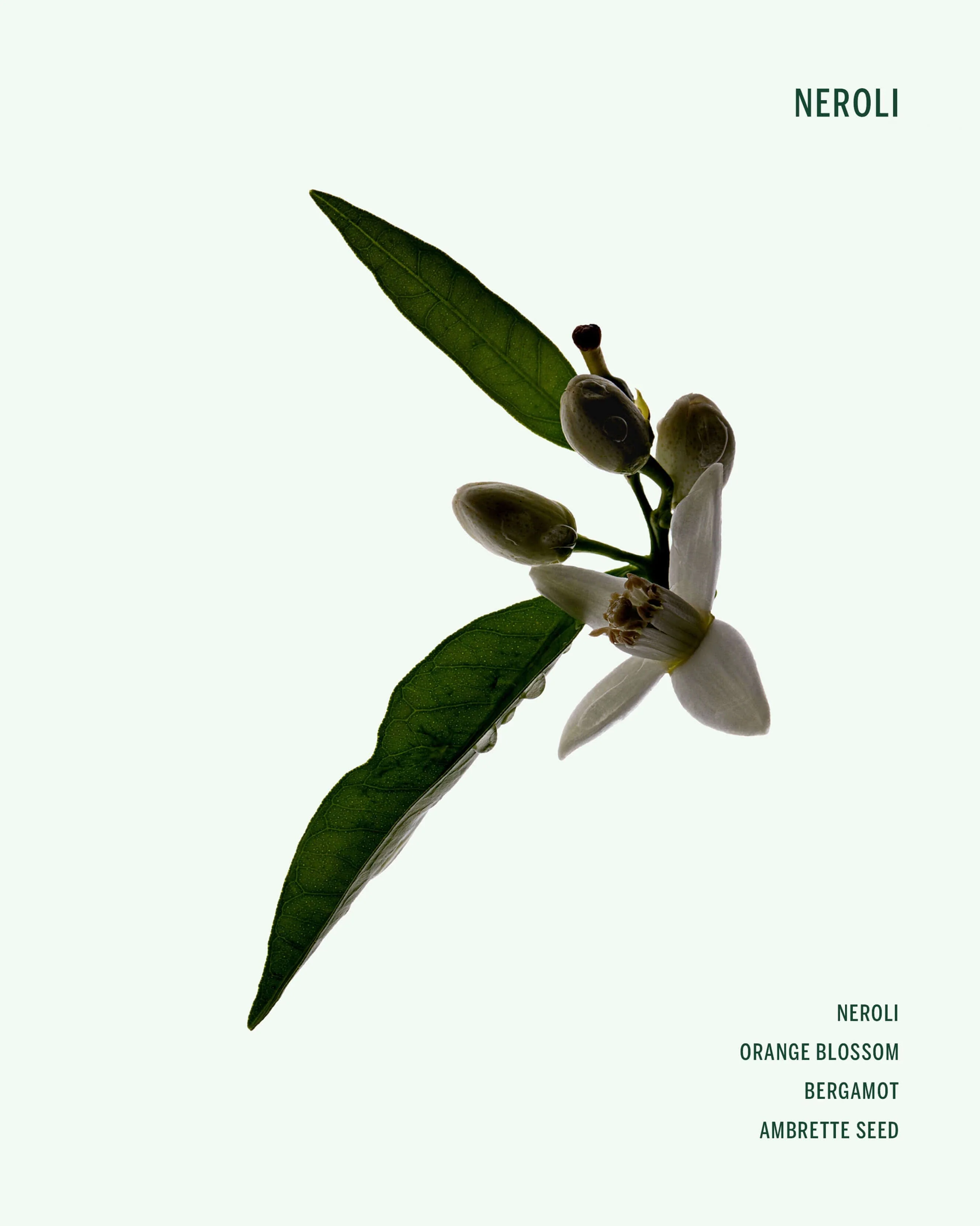 Neroli Deodorant - Image 5
