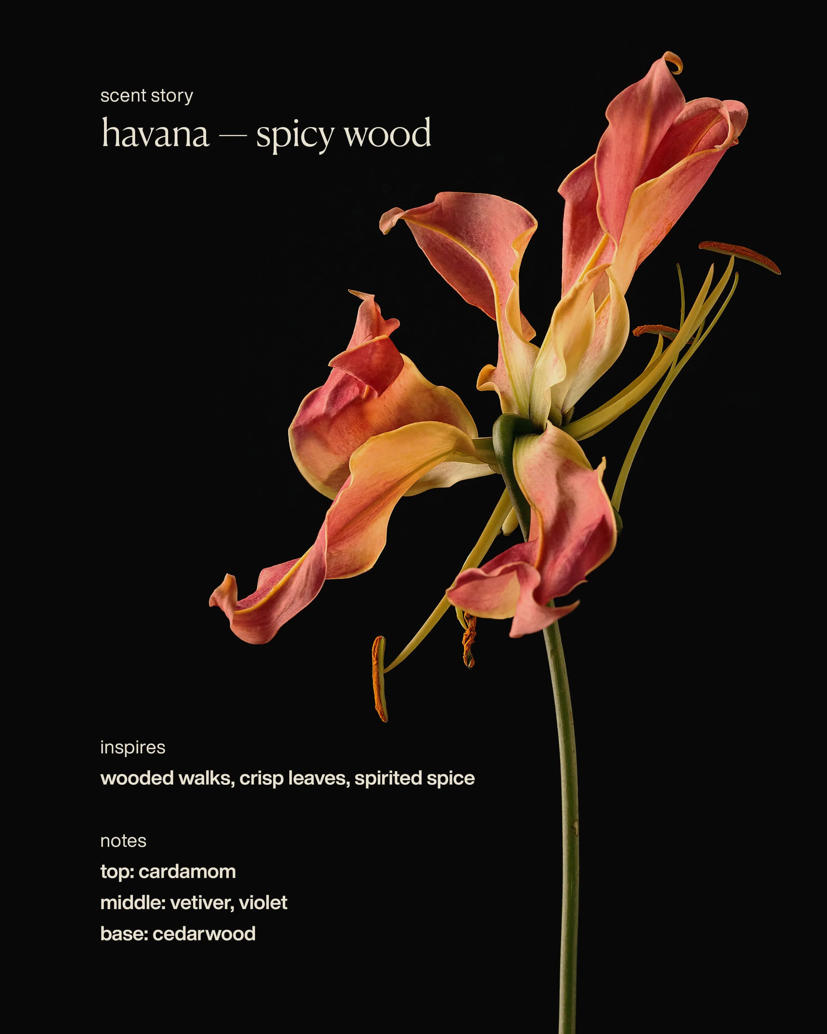 Restorative Body Lotion - havana - Image 5