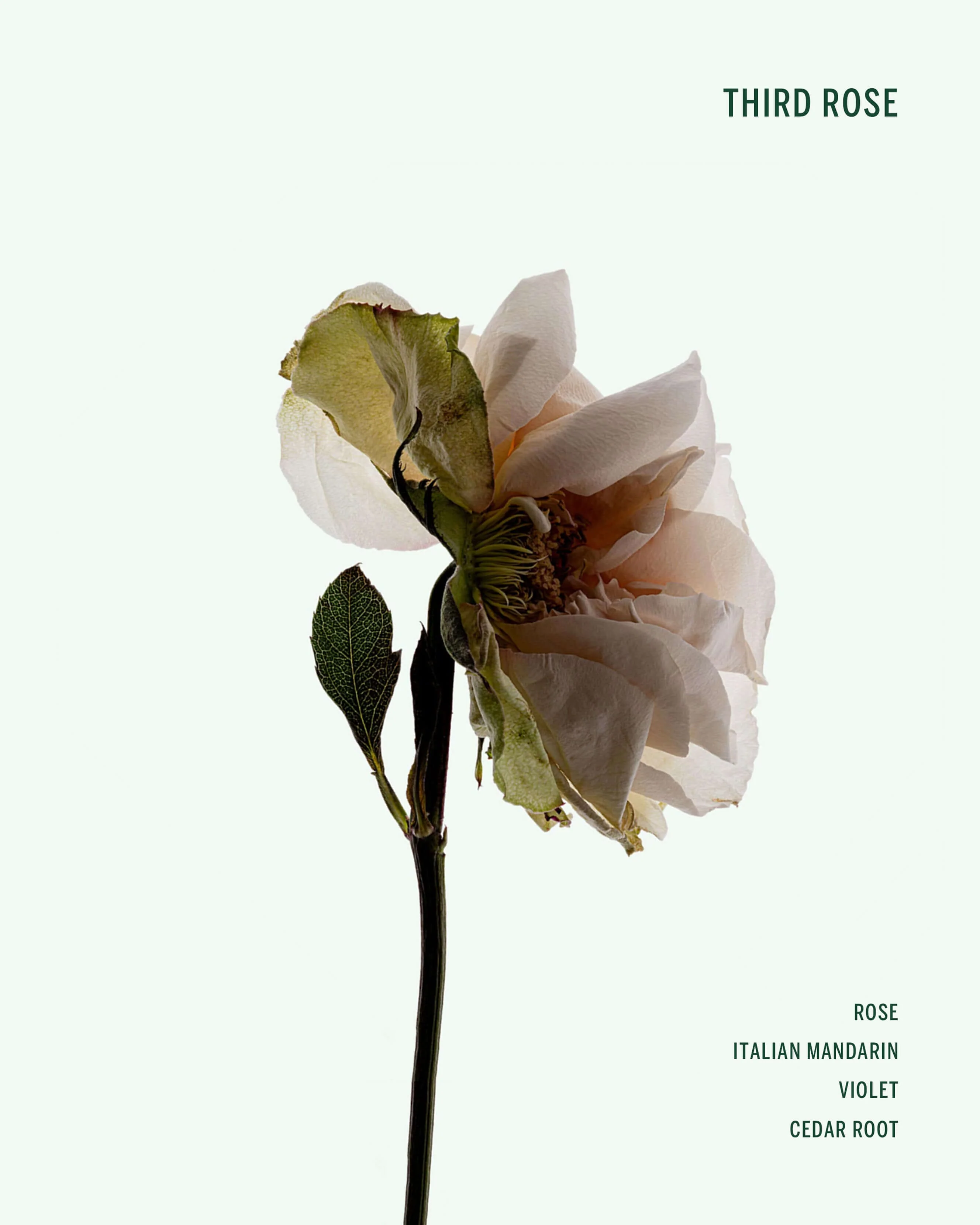 Third Rose Deodorant - Image 5