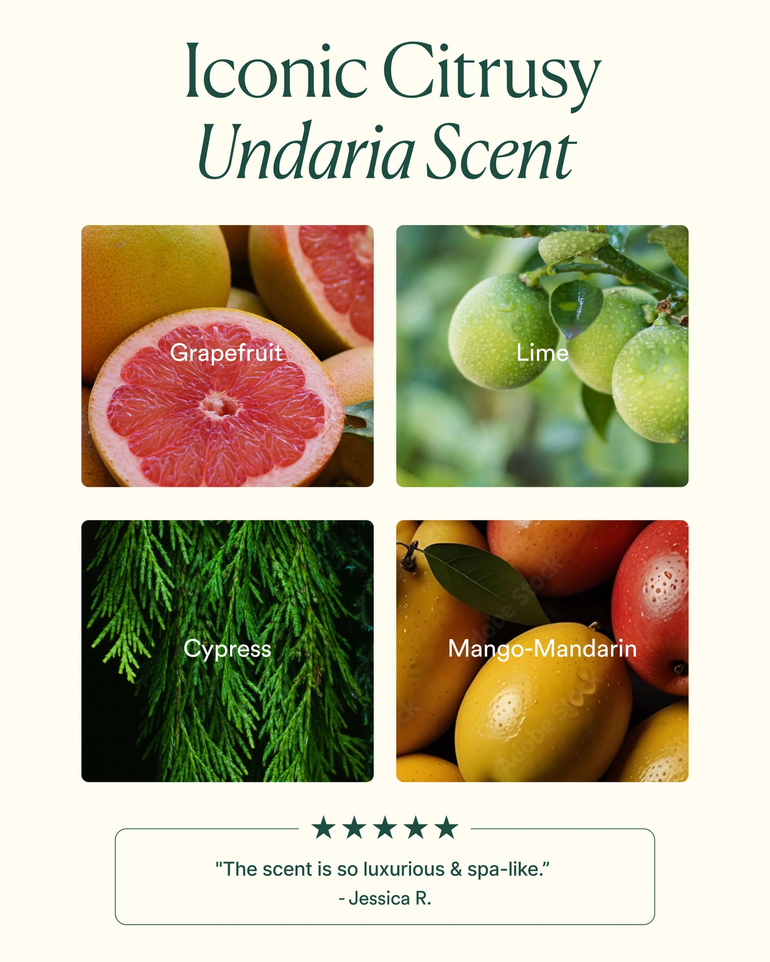 Undaria Algae Body Butter - Image 5