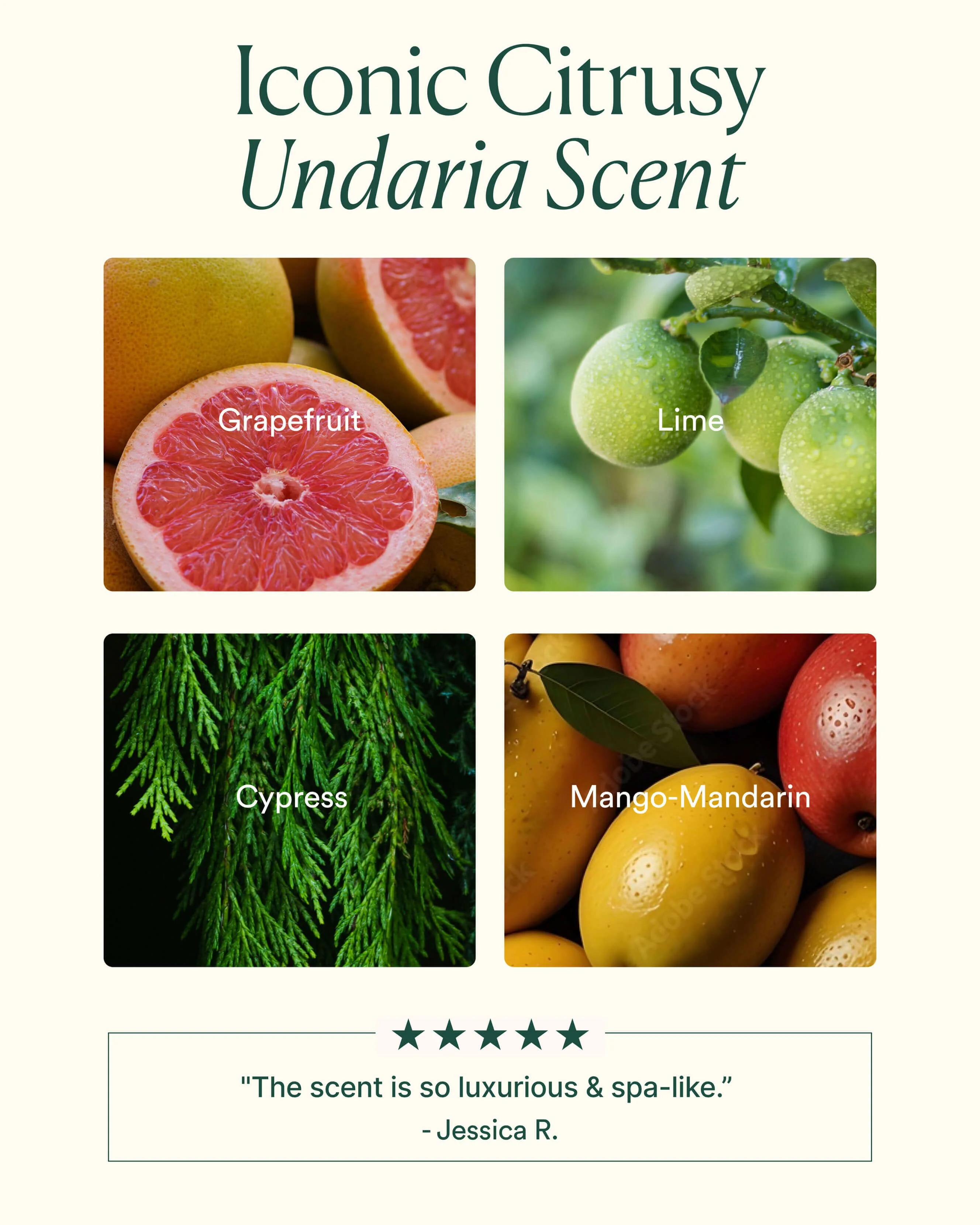 Undaria Algae Body Wash - Image 5
