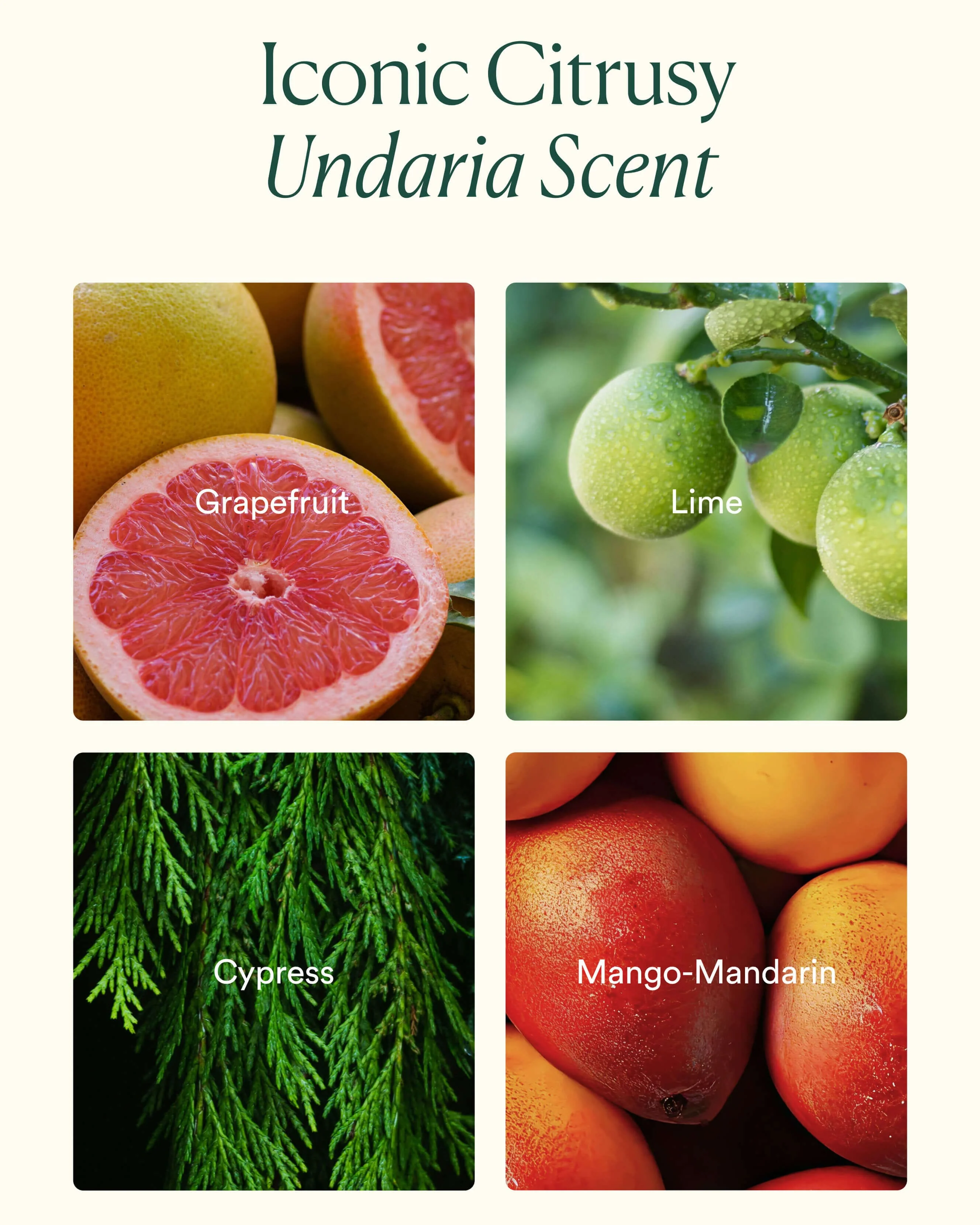 Undaria Body Glow Trio - Image 4